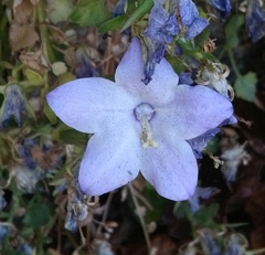 Campanula fragilis fragilis
