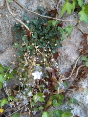 Campanula fragilis fragilis