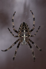 Araneus diadematus