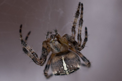 Araneus diadematus