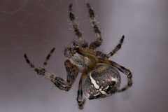 Araneus diadematus