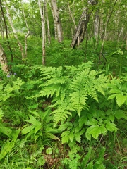 Pteridium latiusculum japonicum
