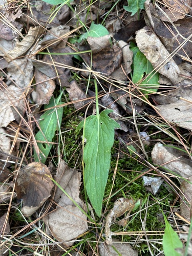 Image of Viola sagittata by no rights reserved