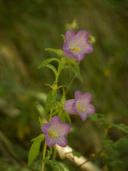 Campanula medium