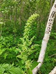 Veratrum oxysepalum