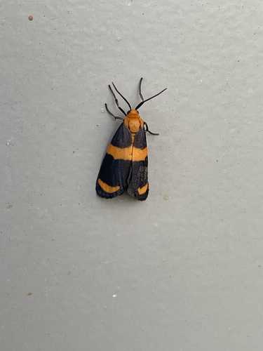 Arid Eudesmia Moth photo 5