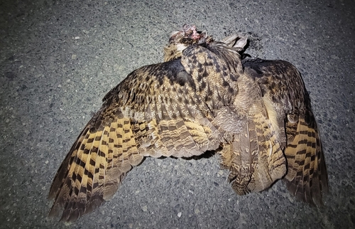 Eurasian Eagle-Owl