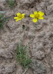 Thelesperma subnudum