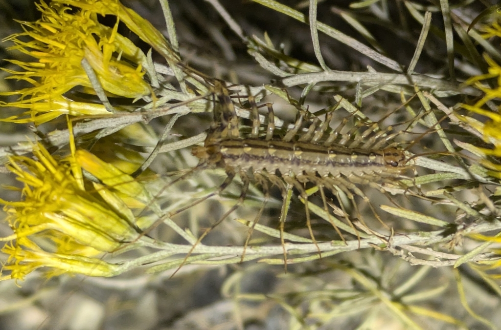 House Centipede from Colton, WA 99113, USA on October 4, 2024 at 10:10 ...