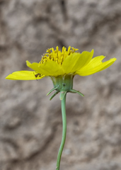 Thelesperma subnudum