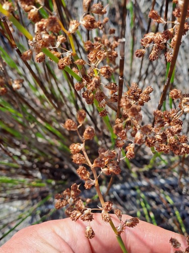 Cannomois parviflora (Cannomois parviflora)