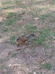 Turdus rufopalliatus