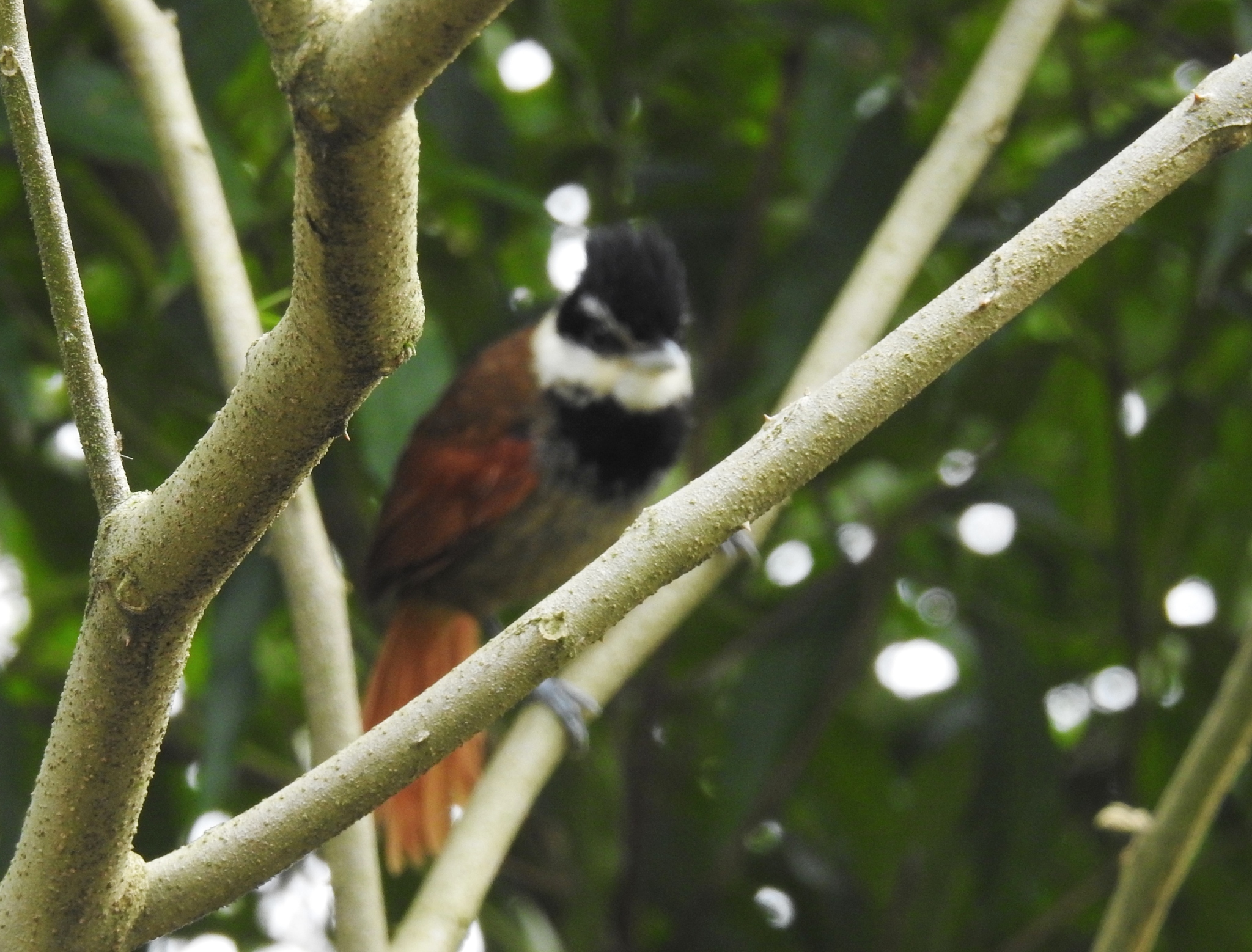 White-bearded Antshrike (Biatas nigropectus), photo 8