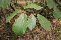 Southern red oak (Quercus fulva)