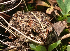 Anaxyrus canorus