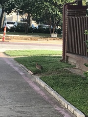 Sylvilagus floridanus