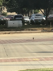 Sylvilagus floridanus