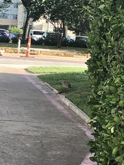 Sylvilagus floridanus