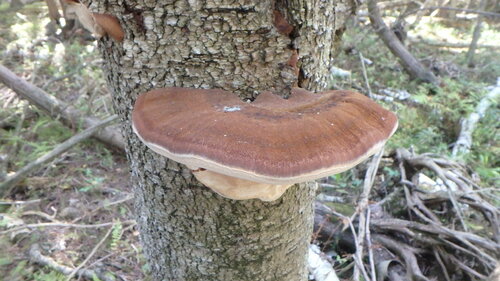 Resinous Polypore