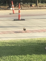 Sylvilagus floridanus