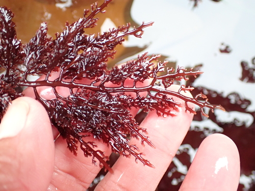 Image of Gelidium robustum by (c) Allison Gong, some rights reserved (CC BY)