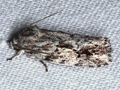 Agriophara confertella