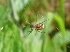 Neriene peltata
