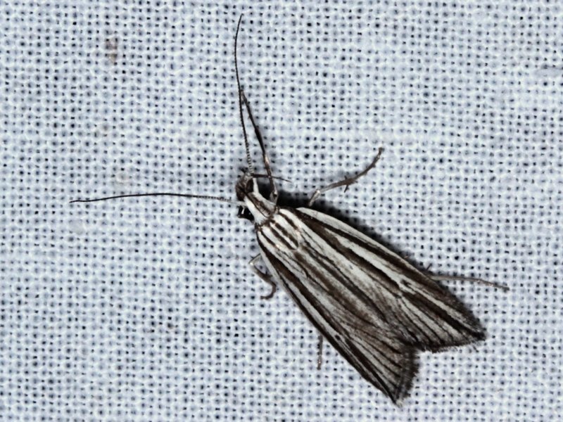 Bida