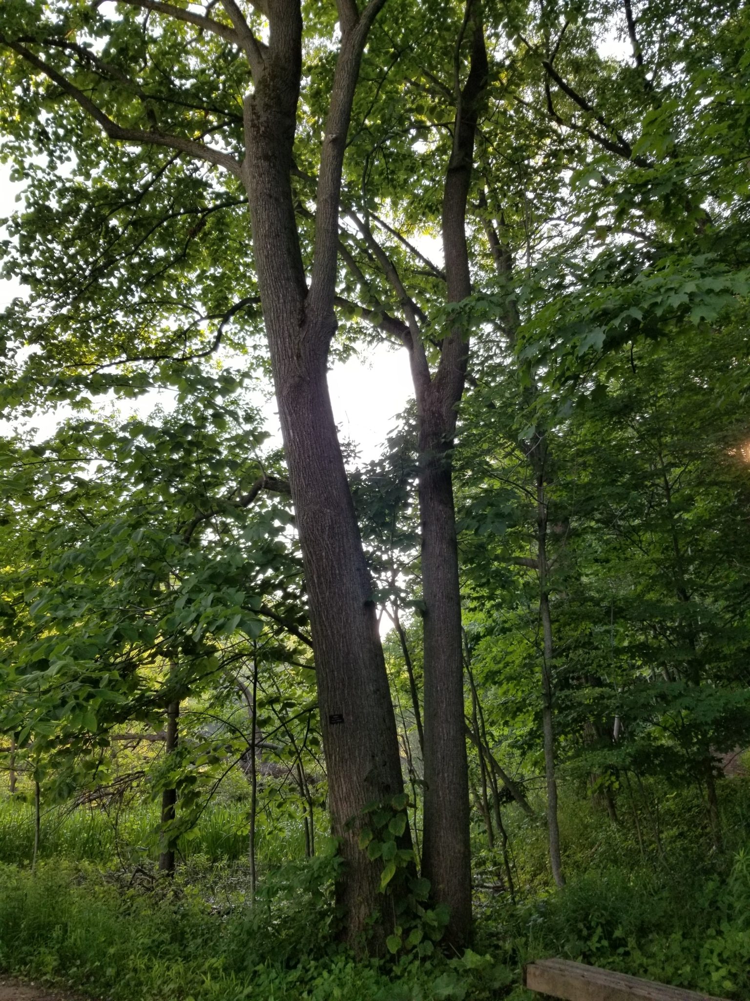 Tilleul d'Amérique (Tilia americana) — photo 3