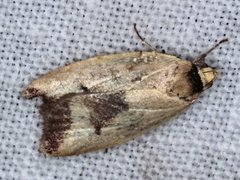 Ageletha hemiteles