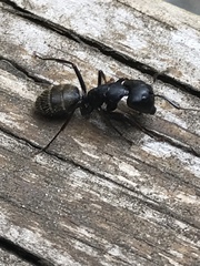 Camponotus pennsylvanicus