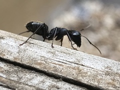 Camponotus pennsylvanicus