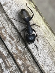 Camponotus pennsylvanicus