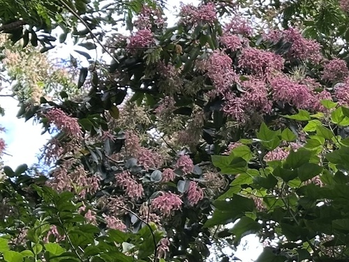 Image of Terminalia myriocarpa by (c) Tara Severns, some rights reserved (CC BY)