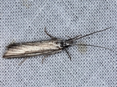 Bida radiosella