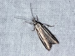 Bida radiosella