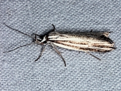 Bida radiosella