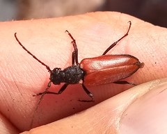 Anastrangalia sanguinea