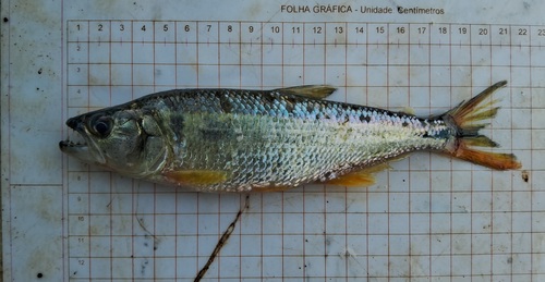 Shortmouth pike characin (Oligosarcus brevioris) — Characidae