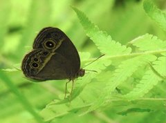 Mycalesis mineus