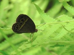 Mycalesis mineus