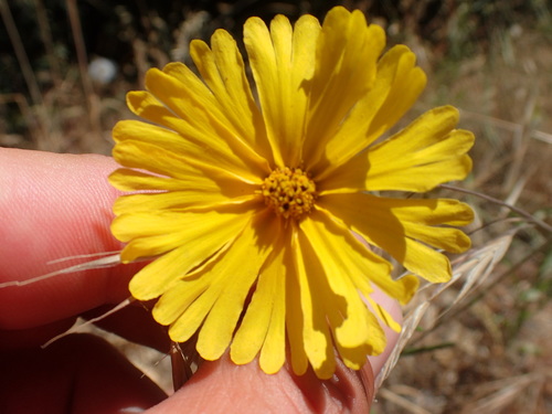 Madia elegans