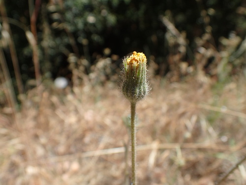 Madia elegans