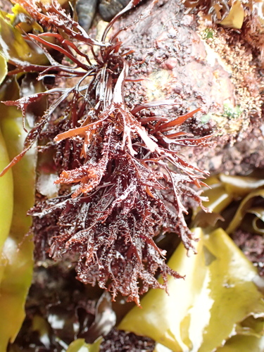 Image of Mastocarpus jardinii by (c) Allison Gong, some rights reserved (CC BY)