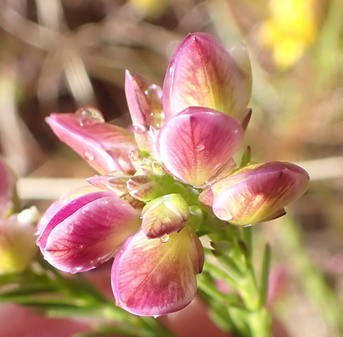 Image of Polygala umbellata by (c) Nicola van Berkel, some rights reserved (CC BY-SA)