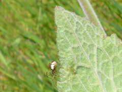 Neriene peltata