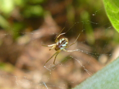 Neriene peltata
