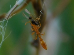 Pseudomyrmex