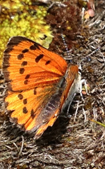 Lycaena cupreus