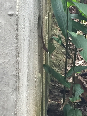Anolis